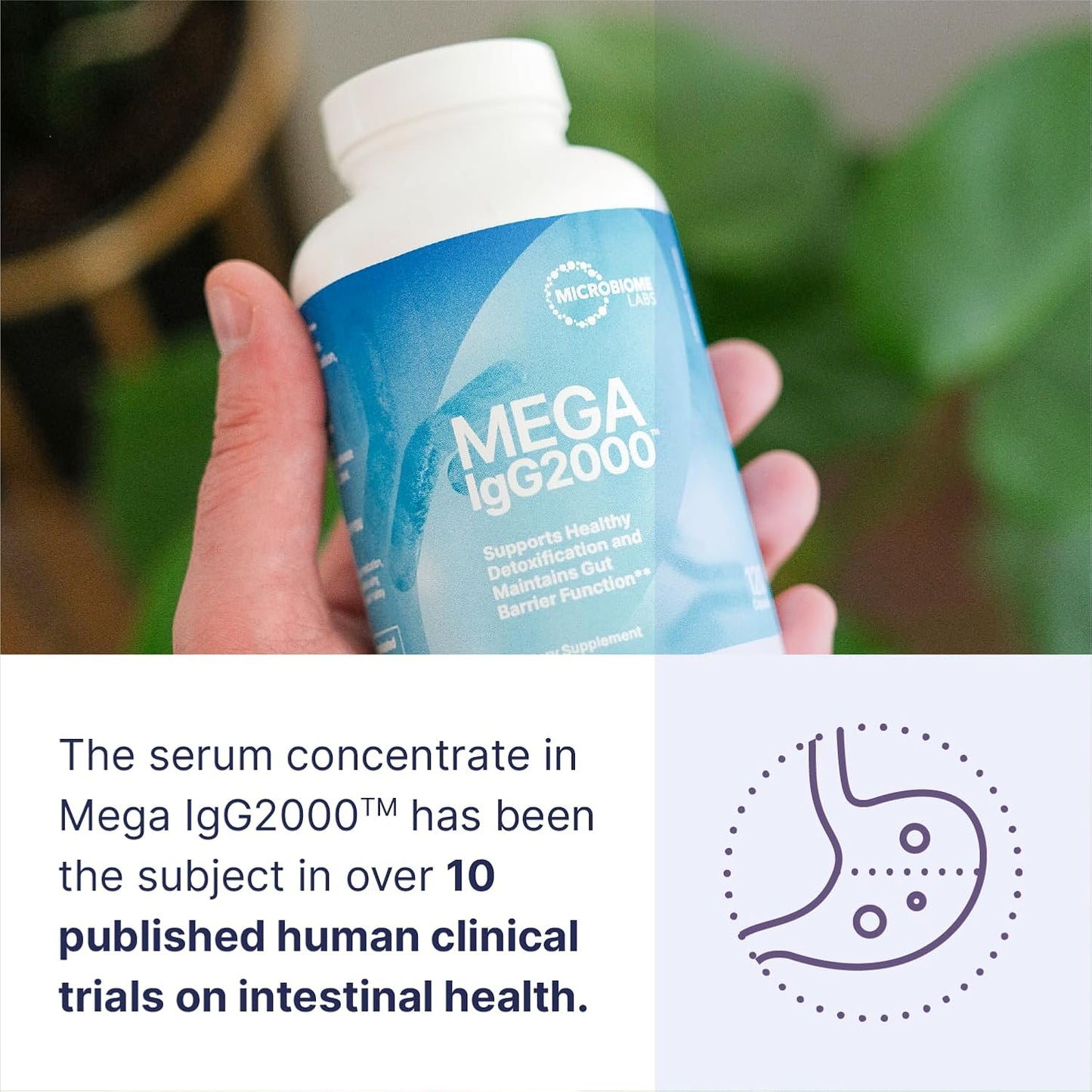 Microbiome Labs Mega IgG2000 Gut Health Powder for Women, Men & Kids 2+ - IgG Immunoglobulin Supplement for Digestive Health Support - Dairy-Free Bovine Colostrum Supplement Alternative (2.1 Ounces)